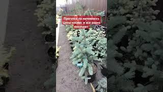 Прогулка по питомнику растений.  Цены космос #питомник #питомникрастений #садовод