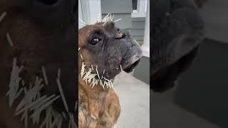 Why Touching This Animal Is a Big Mistake 