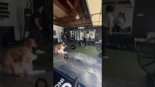 This golden retriever got spicy during this work out #goldenretriever  #dog #funny