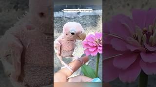 A kind woman raised a featherless lovebird with love #birds #cuteanimals #animals