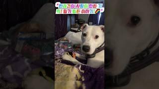"반려견의 사랑이 만든 기적! 믿기 힘든 이야기!", "카야가 아빠의 생명을 구한 놀라운 순간! "