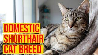 Domestic Shorthair Cat Breeds Interesting Facts/ All Cats