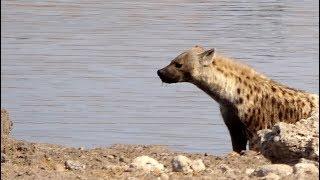 Hyena mating in the waterhole  - Etosha Pan