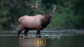 Nature's Best Sounds - Elk Bugling in 4k