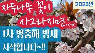 (텃밭) 자두나무 1차 병충해 방제 - 자두꽃이 사그라지면 곧바로 시작합니다 #자두나무 병충해 방제 시기 및 방법