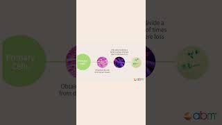 Primary Versus Established Cell Lines