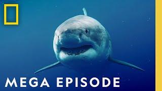 World's Most Dangerous Sharks MEGA EPISODE - Top 5 Full Episodes | Sharkfest
