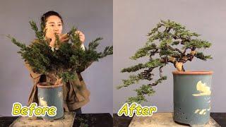 How to bend a bonsai - great bonsai bending skills #51