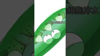 再多戳几次，含羞草也不会“害羞”了#含羞草