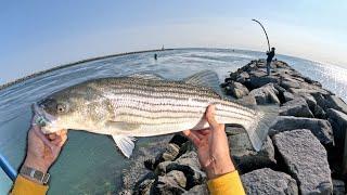 EVERYONE was Catching! Cape Cod Canal NONSTOP Action