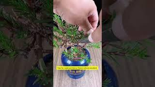 tips for make portulaca flower colours on plant #gardenflower #handmadeplanter #shorts