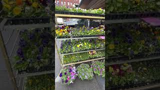 Experience the Magic of Saint Paul Farmers Market - Bedding Plants & Flowers Galore!