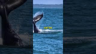 Ilha dos Lobos | Você sabia?