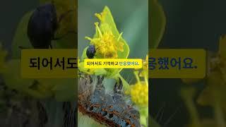 나비는 환생해도 기억을 가지고 있다? #나비기억 #애벌레의기억 #변태의비밀 #신기한자연 #과학상식 #진화의미스터리 #쇼츠지식 #지식한입 #과학쇼츠 #놀라운사실 #과학