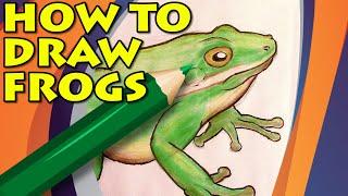 How to Draw a Frog - Green Tree Frog of North America - Drawing from Nature