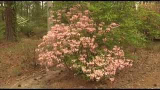 Native Azaleas - Lexington, SC