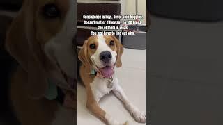 Never stop begging  #beagle #beagleboy #funny #beagledog #fypyoutube #puppy #fypシ゚viral #fypage