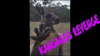 Kangaroo finds Australian man's home, wants revenge!