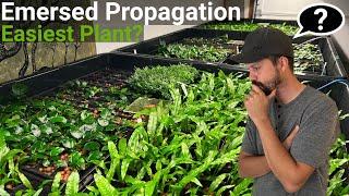 How To Propagate The EASIEST Aquarium Plant Emersed FAST!