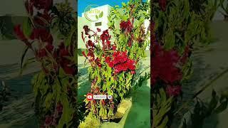 #Celosia plant is a beautiful flower#celosia fhol aik pretty fhoda hai Jo baot ziada flowers dete he