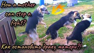 Воспитание щенка - драчка щенков аборигеновDog puppies fighting - alabai fights & mom's stops