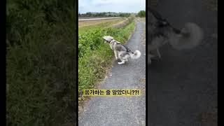 멈춰서 응가하는 줄 알았던 강아지는??! #shorts
