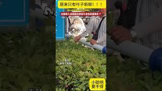 卖樱桃大叔薅路边的绿化带伪装樱桃叶子，网友：一直以为带叶子才新鲜，原来只有叶子新鲜… #chinanews #中文  #新闻热点 #奇闻