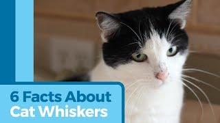 6 Awesome Facts About Cat Whiskers