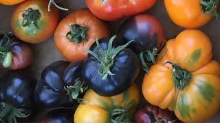 How to prune tomatoes for a healthier plants and bigger fruits   ( indeterminate variety)