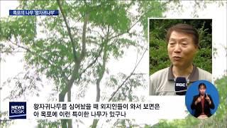 목포를 벗어나면 찾기 힘들다고요? '왕자귀나무'[목포MBC뉴스데스크]