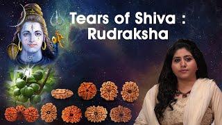 Everything About Rudraksha | Secrets & Benefits Of Rudraksha 1 - 21 mukhi Gaurishankar Trijuti