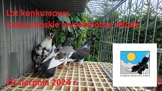 Roztoczańskie wysokolotne młode 29 08 2024