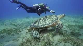 Red Sea Corals - Diving, Camel Dive Club, Sharm El Sheikh