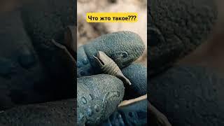 кто знает что это? #metaldetecting #коп #камрад #коппостарине