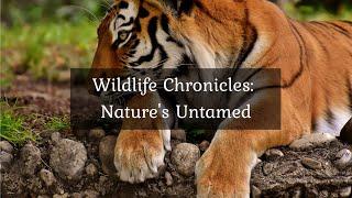 Wildlife Chronicles: Nature's Untamed • 4k Video UltraHD