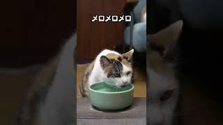 猫あるあるソング「あご水」#オリジナル曲 #猫あるある