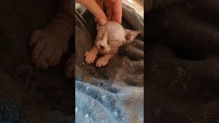 Канадский сфинкс .#cat #beautiful #catvideos