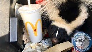 Rescuing a Stuck Skunk!