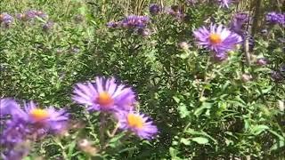 The Prairie of the Trail of Tears at Springfield, MO