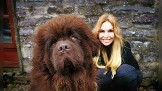 THE NEWFOUNDLAND DOG - WORLD'S MOST POWERFUL WATER DOG