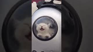 고양이 백에서 일어난 일!!! 심장주의 #shorts