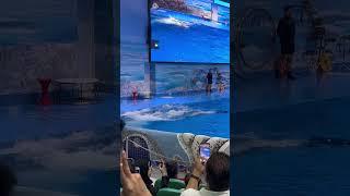 Dubai Dolphin Show | Dubai Dolphinarium   #travel  #dubai  #uae