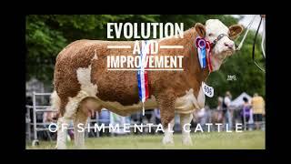 Simmental Cattle - Evolution and improvement