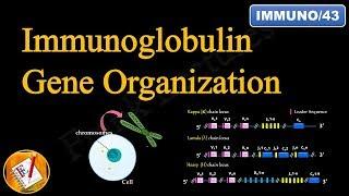 Immunoglobulin Gene Organization (FL-Immuno/43)