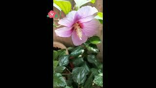 New blooms on Durga Puja #hibiscus #balconygarden #aparajita #flowers #poojaflowers