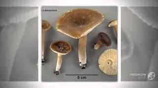 Lactifluus lignyotus - fungi kingdom