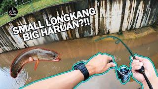 Hunting HARUAN in small LONGKANG??!! | UltraLight Fishing | - EP49