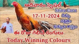 17 November 2024 Today Winning Colours#kukkutasastram  @SrinuGariFarms   @SrinuGaruSGF