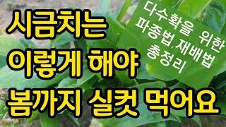 이렇게 해야 봄까지 실컷 먹어요 -시금치 다수확을 위한 파종법 재배법 총정리