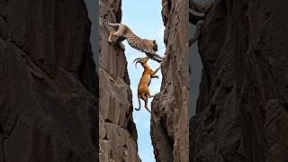 "Epic Adventure: Watch a Hunter Leopard Chase a Survival Goat ️ #NatureLover #Travel"